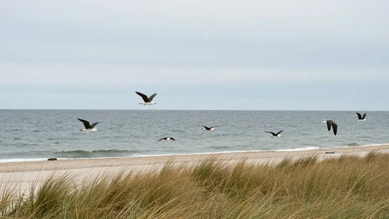 Illustration for: Mass Audubon Tallies Autumn Birds Across Cape Cod